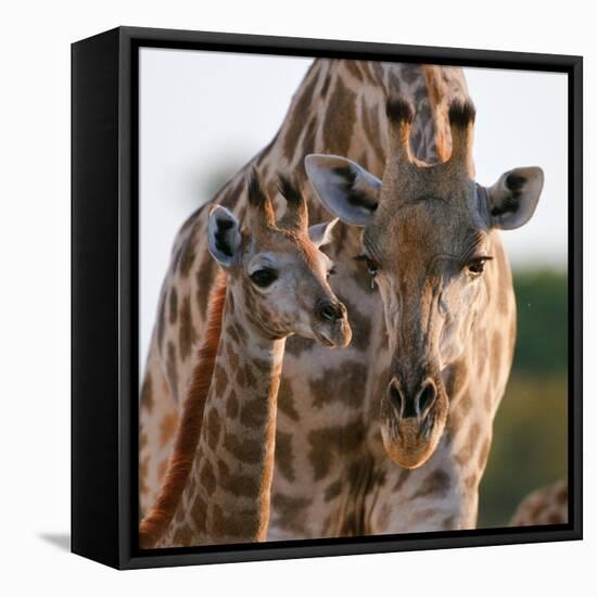 Giraffe female bending down to calf, Okavango, Botswana-Sergey Gorshkov-Framed Premier Image Canvas