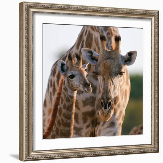 Giraffe female bending down to calf, Okavango, Botswana-Sergey Gorshkov-Framed Photographic Print