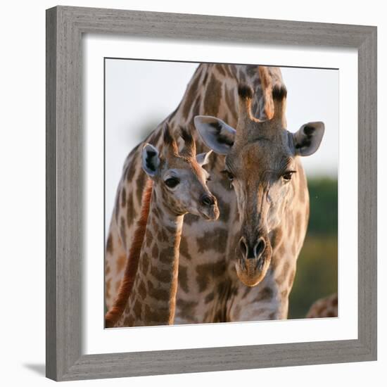 Giraffe female bending down to calf, Okavango, Botswana-Sergey Gorshkov-Framed Photographic Print