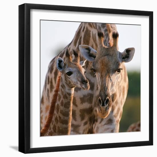 Giraffe female bending down to calf, Okavango, Botswana-Sergey Gorshkov-Framed Photographic Print