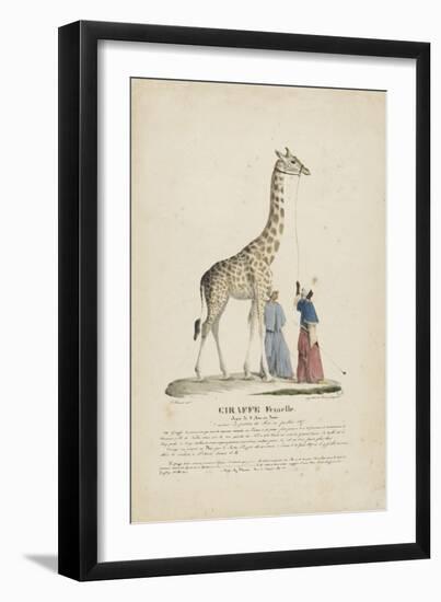 Giraffe femelle-null-Framed Giclee Print