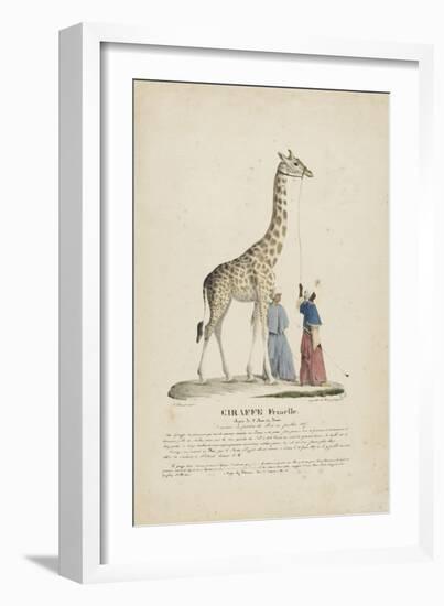 Giraffe femelle-null-Framed Giclee Print