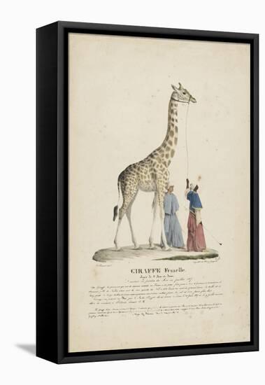 Giraffe femelle-null-Framed Premier Image Canvas