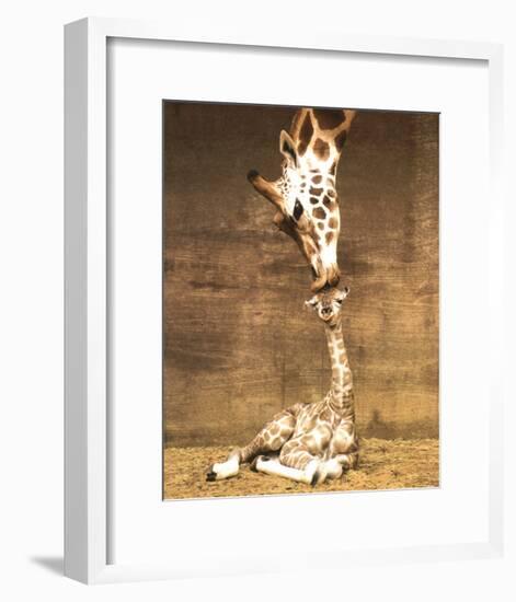 Giraffe, First Kiss-Ron D'Raine-Framed Art Print