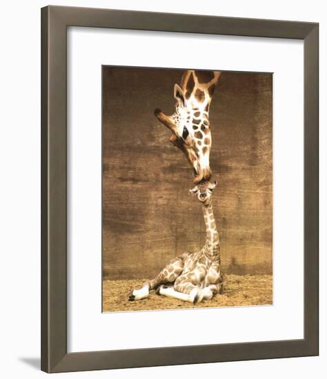 Giraffe, First Kiss-Ron D'Raine-Framed Art Print