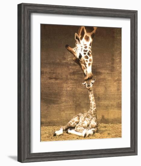 Giraffe, First Kiss-Ron D'Raine-Framed Art Print