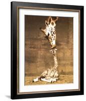 Giraffe, First Kiss-Ron D'Raine-Framed Art Print