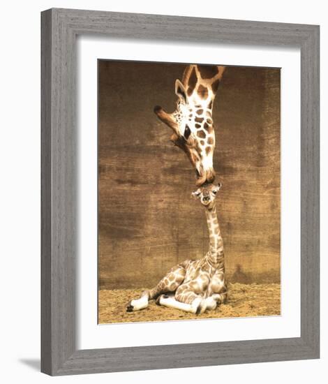 Giraffe, First Kiss-Ron D'Raine-Framed Art Print