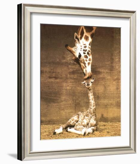 Giraffe, First Kiss-Ron D'Raine-Framed Art Print