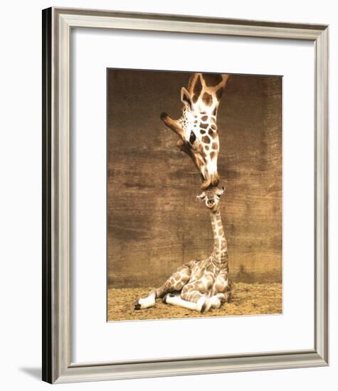 Giraffe, First Kiss-Ron D'Raine-Framed Art Print