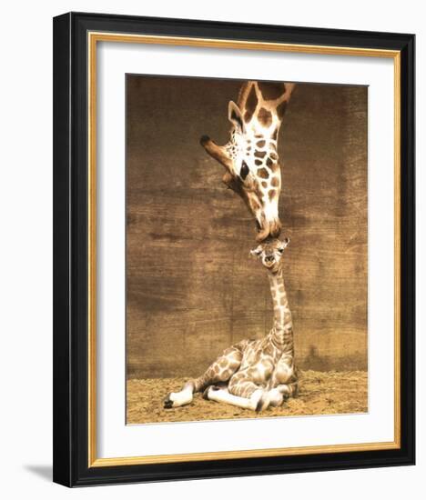 Giraffe, First Kiss-Ron D'Raine-Framed Art Print