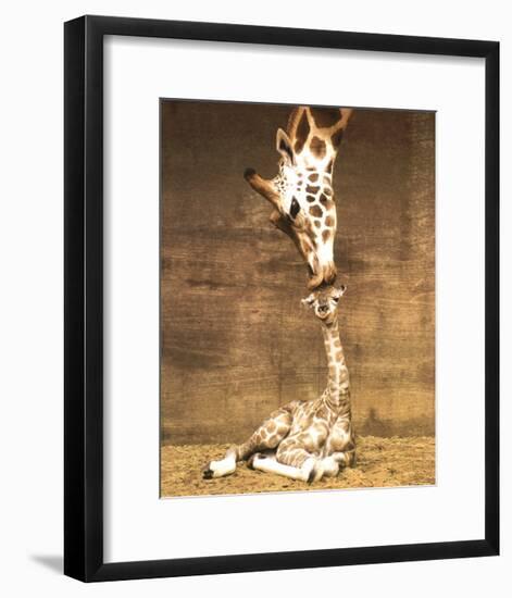 Giraffe, First Kiss-Ron D'Raine-Framed Art Print