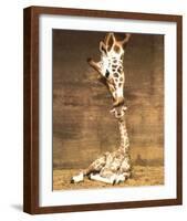 Giraffe, First Kiss-Ron D'Raine-Framed Art Print