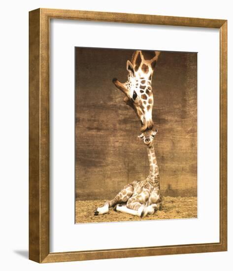 Giraffe, First Kiss-Ron D'Raine-Framed Art Print