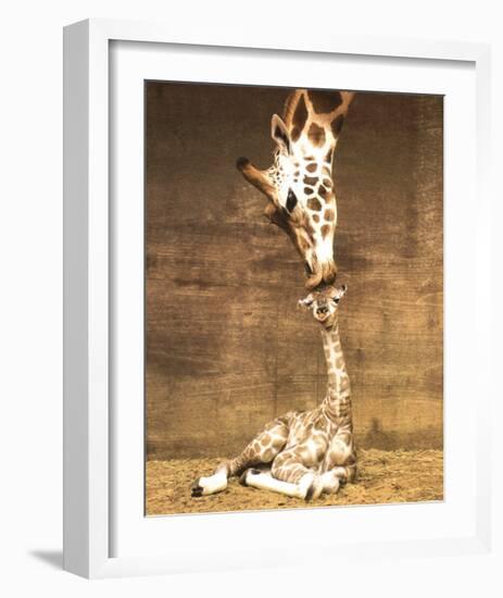 Giraffe, First Kiss-Ron D'Raine-Framed Art Print