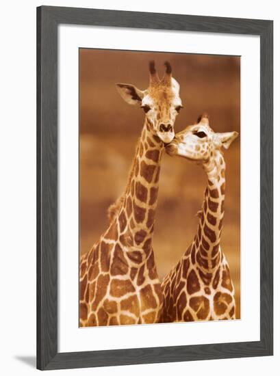 Giraffe, First Love-null-Framed Art Print