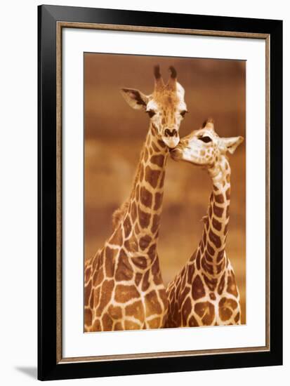 Giraffe, First Love-null-Framed Art Print