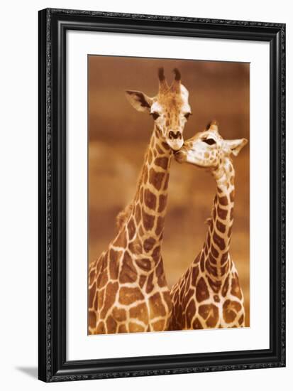 Giraffe, First Love-null-Framed Art Print