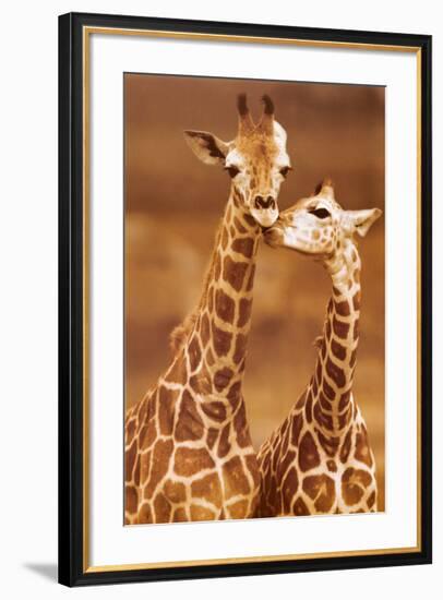 Giraffe, First Love-null-Framed Art Print