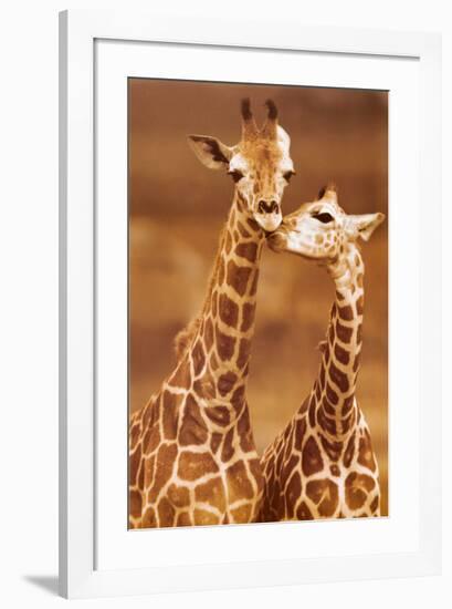 Giraffe, First Love-null-Framed Art Print