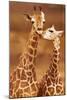 Giraffe, First Love-null-Mounted Art Print