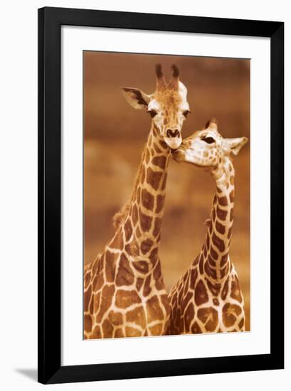 Giraffe, First Love-null-Framed Art Print