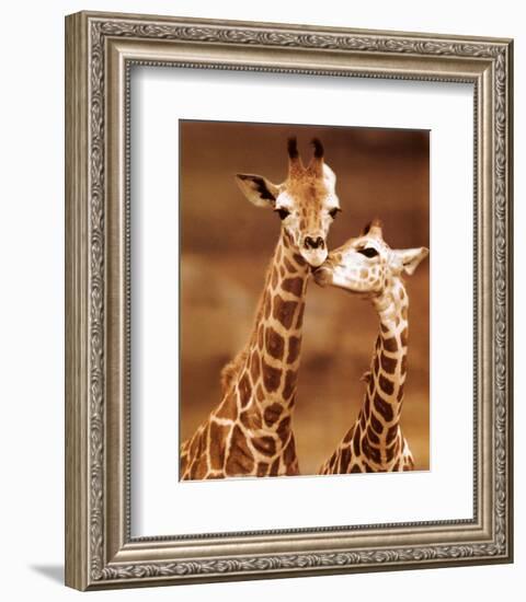 Giraffe, First Love-null-Framed Art Print