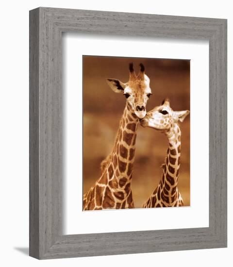 Giraffe, First Love-null-Framed Art Print