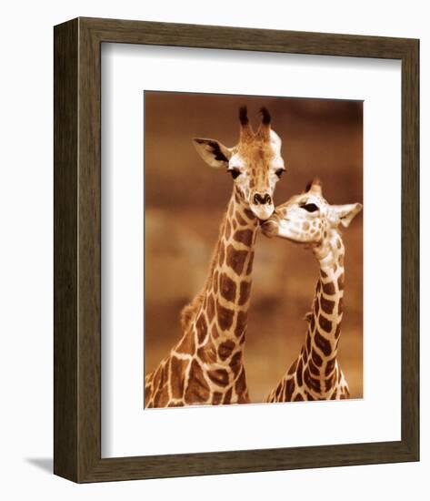 Giraffe, First Love-null-Framed Art Print