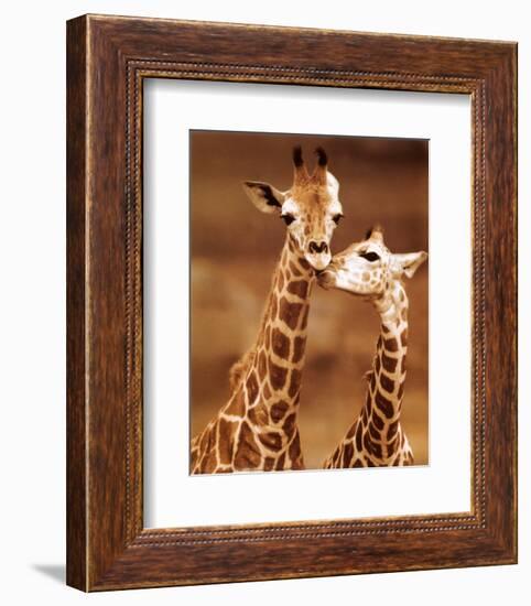 Giraffe, First Love-null-Framed Art Print