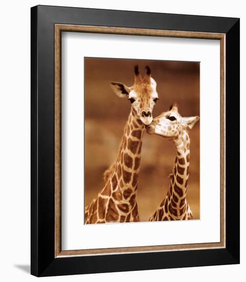 Giraffe, First Love-null-Framed Art Print