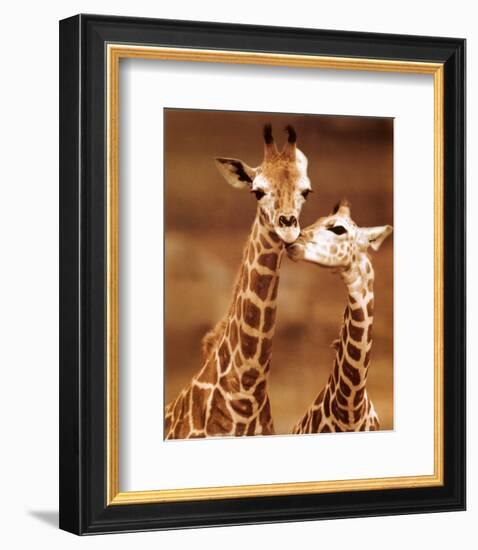 Giraffe, First Love-null-Framed Art Print