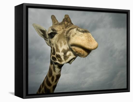 Giraffe, Fossil Rim Wildlife Area, Texas, Usa-Rob Sheppard-Framed Premier Image Canvas