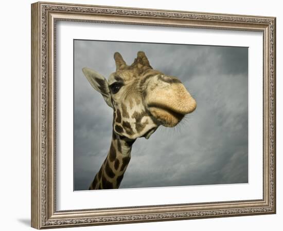 Giraffe, Fossil Rim Wildlife Area, Texas, Usa-Rob Sheppard-Framed Photographic Print