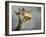 Giraffe, Fossil Rim Wildlife Area, Texas, Usa-Rob Sheppard-Framed Photographic Print