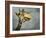 Giraffe, Fossil Rim Wildlife Area, Texas, Usa-Rob Sheppard-Framed Photographic Print