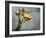 Giraffe, Fossil Rim Wildlife Area, Texas, Usa-Rob Sheppard-Framed Photographic Print