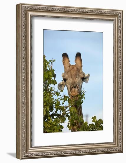 Giraffe (Giraffa camelopardalis angolensis), Chobe National Park, Botswana, Africa-David Wall-Framed Photographic Print