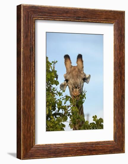 Giraffe (Giraffa camelopardalis angolensis), Chobe National Park, Botswana, Africa-David Wall-Framed Photographic Print