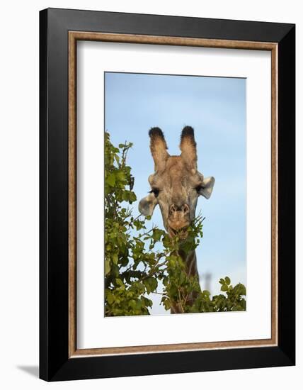 Giraffe (Giraffa camelopardalis angolensis), Chobe National Park, Botswana, Africa-David Wall-Framed Photographic Print