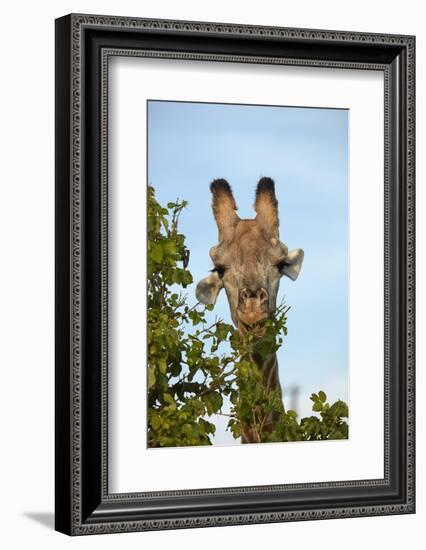 Giraffe (Giraffa camelopardalis angolensis), Chobe National Park, Botswana, Africa-David Wall-Framed Photographic Print