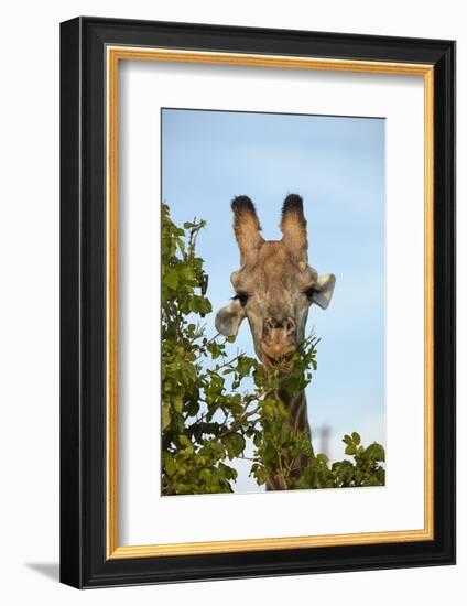 Giraffe (Giraffa camelopardalis angolensis), Chobe National Park, Botswana, Africa-David Wall-Framed Photographic Print