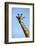 Giraffe (Giraffa camelopardalis angolensis), Chobe National Park, Botswana, Africa-David Wall-Framed Photographic Print