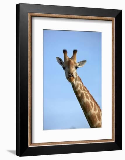 Giraffe (Giraffa camelopardalis angolensis), Chobe National Park, Botswana, Africa-David Wall-Framed Photographic Print