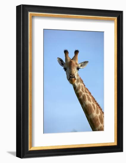 Giraffe (Giraffa camelopardalis angolensis), Chobe National Park, Botswana, Africa-David Wall-Framed Photographic Print