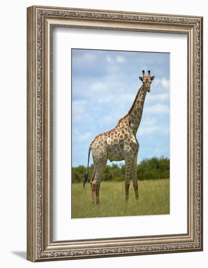 Giraffe (Giraffa camelopardalis angolensis), Chobe National Park, Botswana, Africa-David Wall-Framed Photographic Print