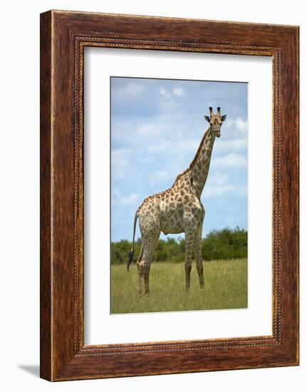 Giraffe (Giraffa camelopardalis angolensis), Chobe National Park, Botswana, Africa-David Wall-Framed Photographic Print