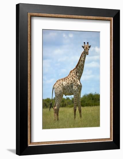 Giraffe (Giraffa camelopardalis angolensis), Chobe National Park, Botswana, Africa-David Wall-Framed Photographic Print