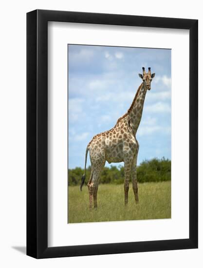 Giraffe (Giraffa camelopardalis angolensis), Chobe National Park, Botswana, Africa-David Wall-Framed Photographic Print