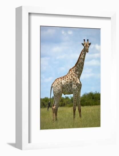 Giraffe (Giraffa camelopardalis angolensis), Chobe National Park, Botswana, Africa-David Wall-Framed Photographic Print